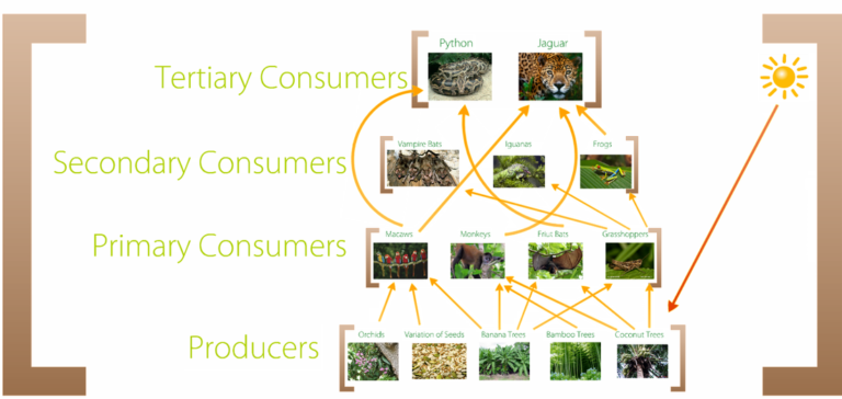 Rainforest Producers